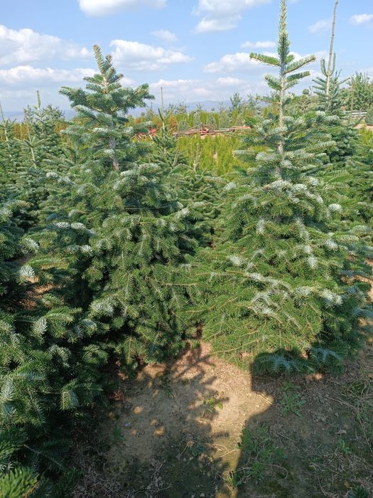 Vând Brazi argintii și verzi Platani Mesteacăn