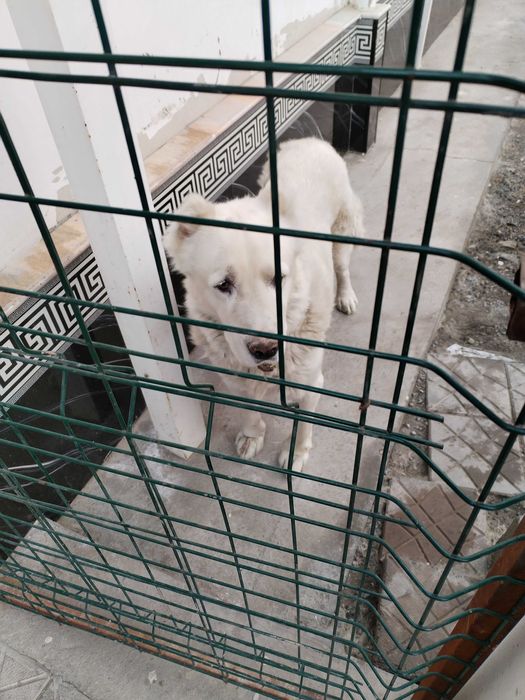 Алабай тозза сотилади