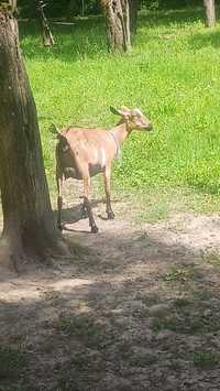 Iada gestanta alpina franceza