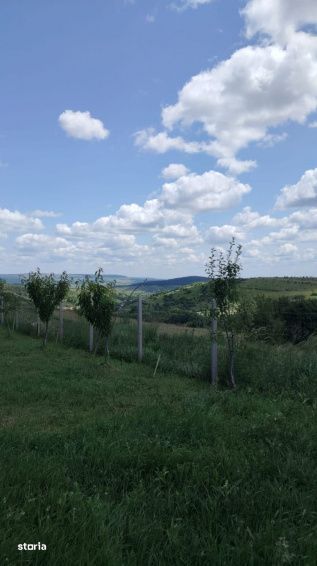 Teren intravilan, 1000 mp, Suceagu