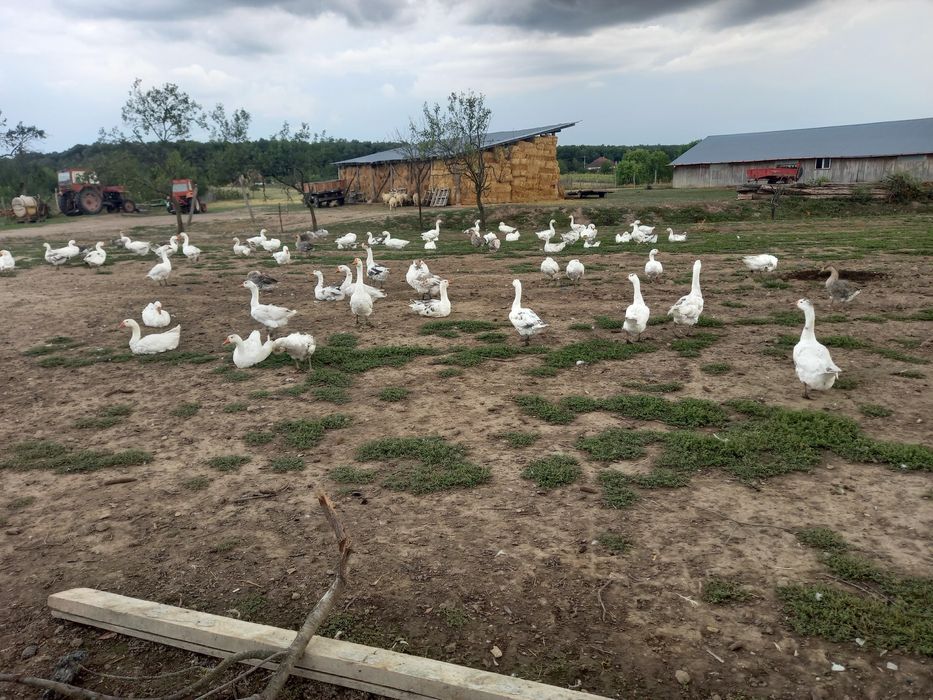 Gaste de tinut sau sacrificat