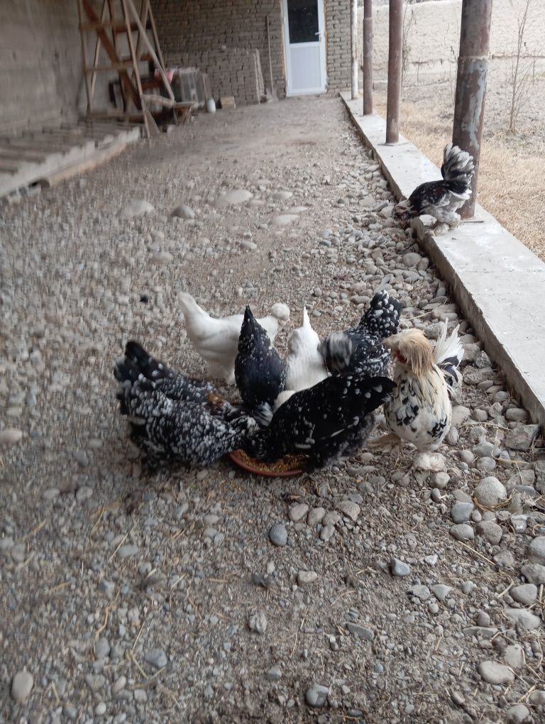 Tuxumiga zakaz olamiz. Yaponchalar