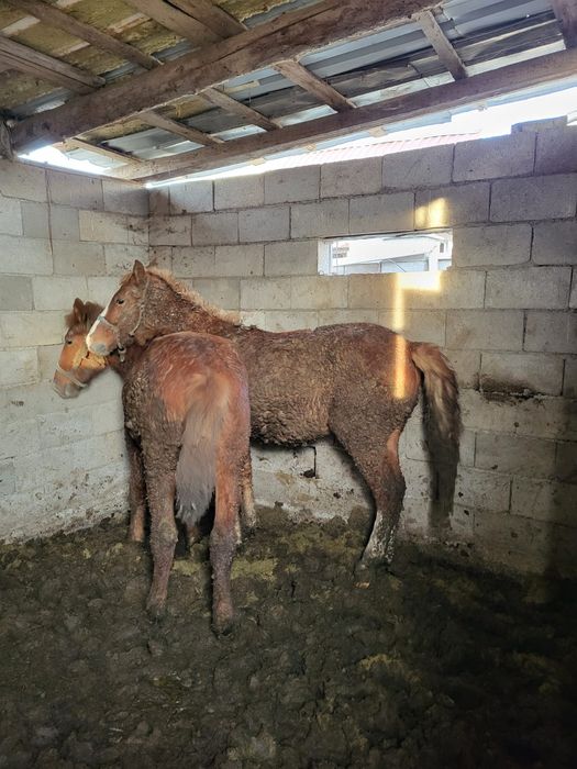 Сатамын 1"5 жасар согым 600 000