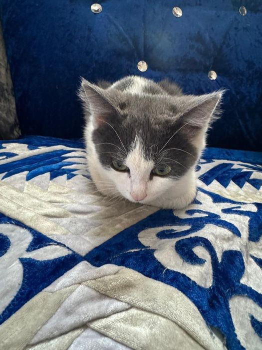 Продам котик мальчик