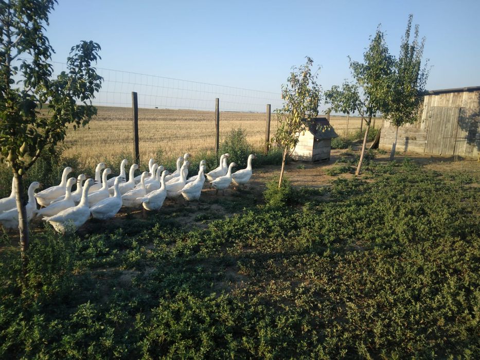 Vând gâște tinere