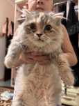 Кошка пародистая