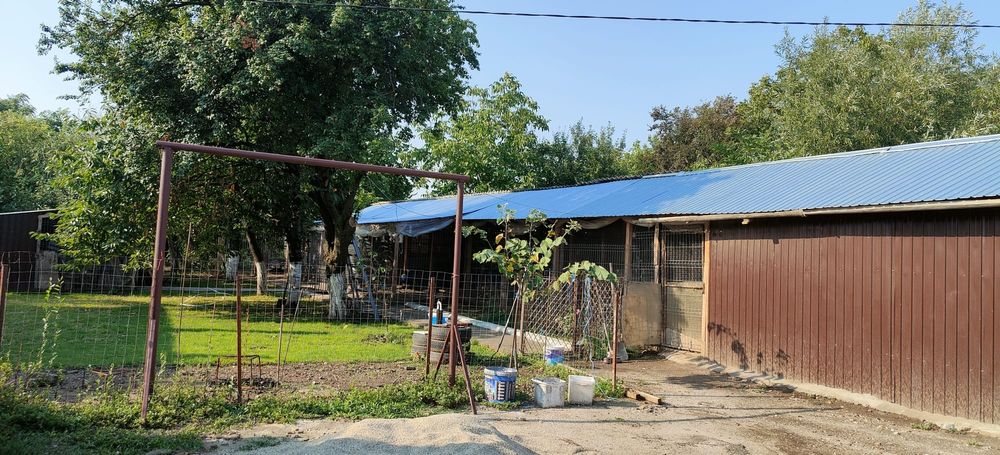 Vând casă cu curte