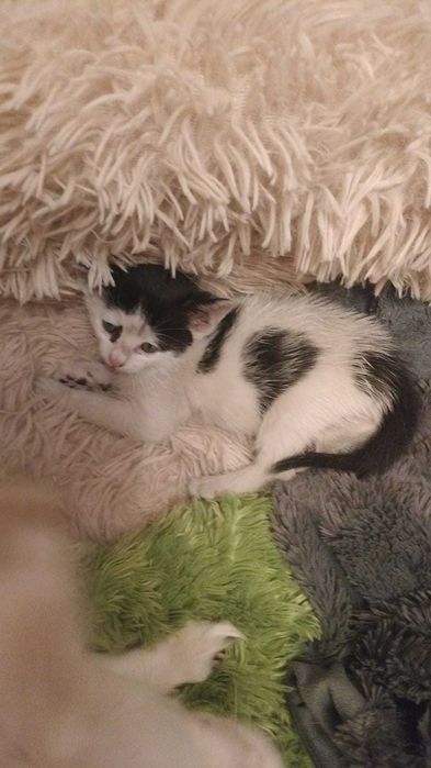 Pisicuța pentru adopție