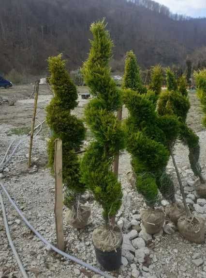 Plante Ornamentale , Oriunde in tara Calitate Extra