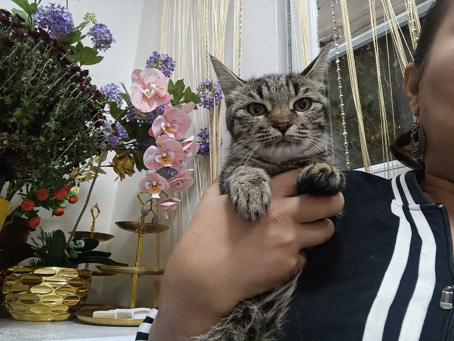 Кошки, стерилизация в подарок