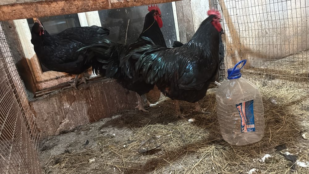 Продам петухов Джерсиский гигант