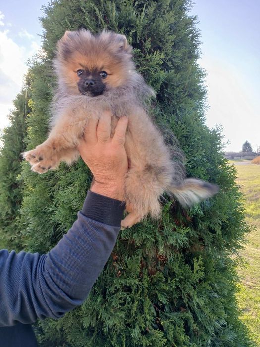 Померан/померанче