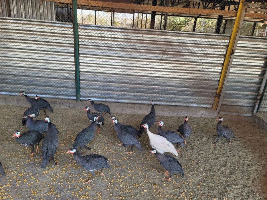 Цесаркалар сотилади