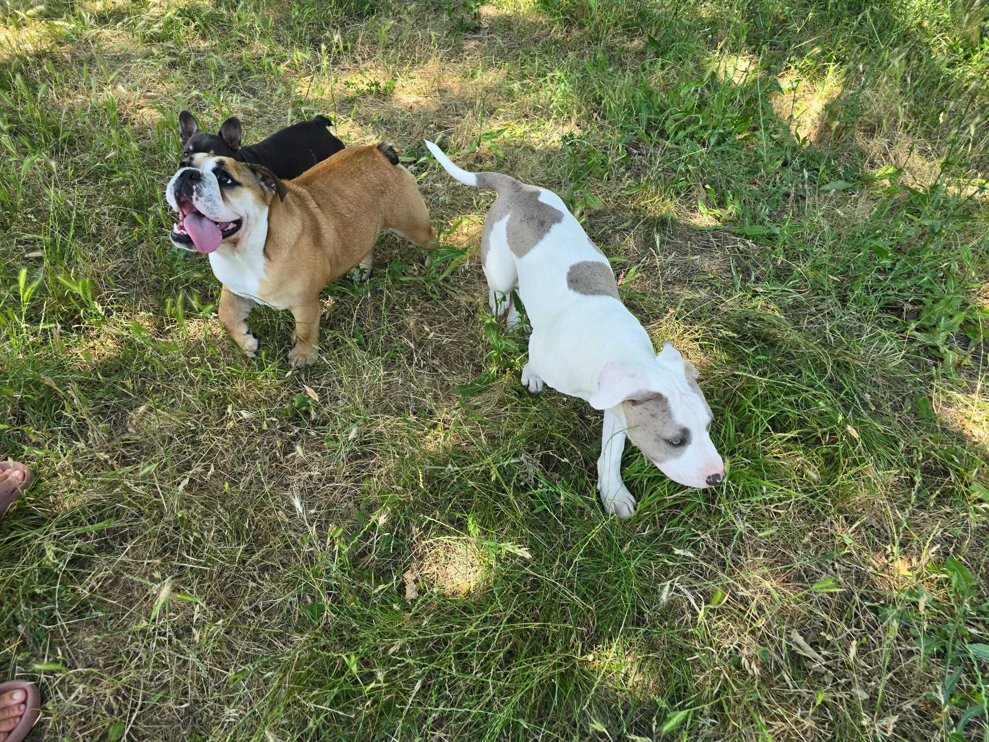 American Bully XL Женско куче  ,Були Хл
