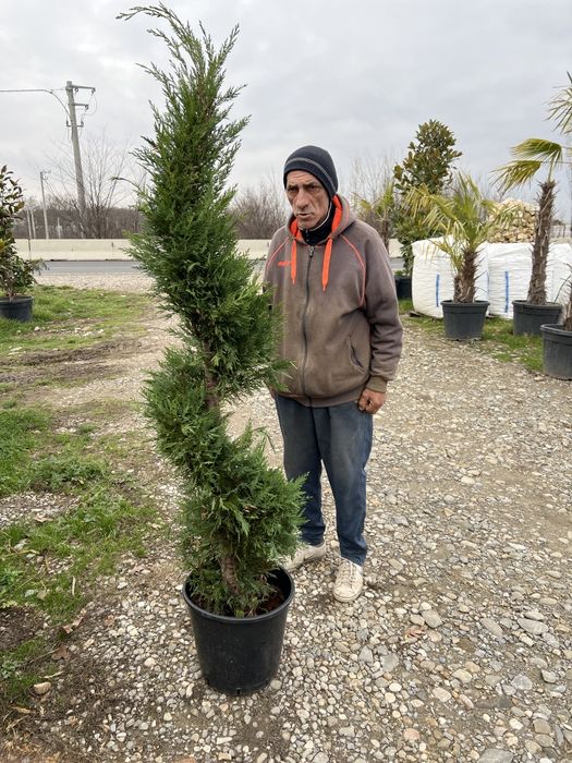 Copaci ornamentali Platan artar mesteacăn