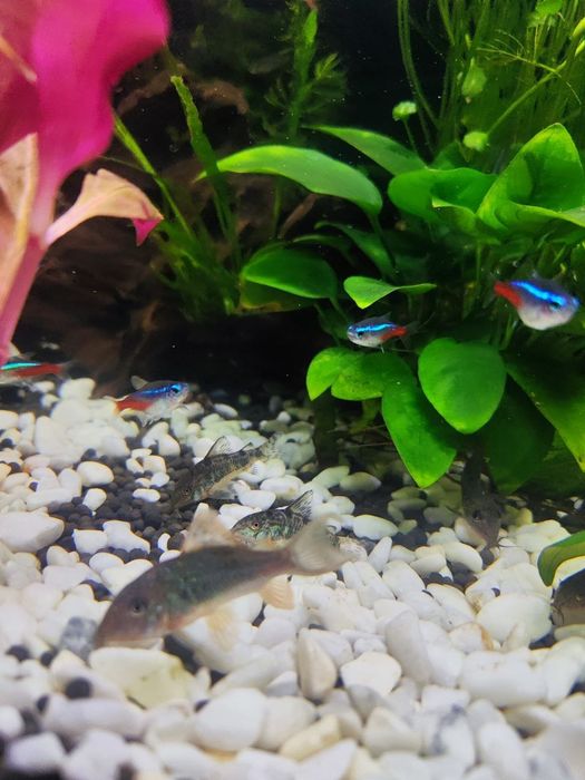 Изумрудный брохис, по другому корридорос или зелёный сомик