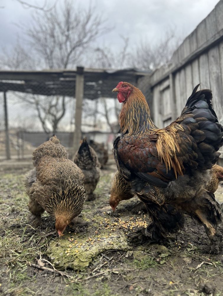Brahma oua / pui / pasari adulte