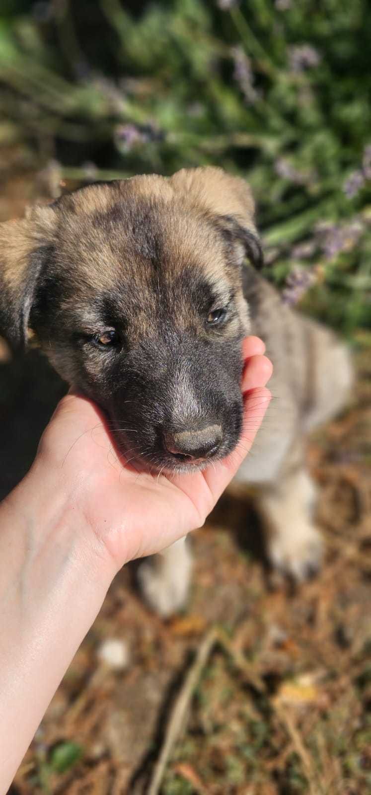Catei gratis pentru adoptie- prieteni loiali cauta familie!