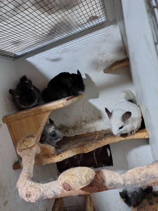 Чинчили женски и мъжки 4 женси 1 мъжки и 3 бебета