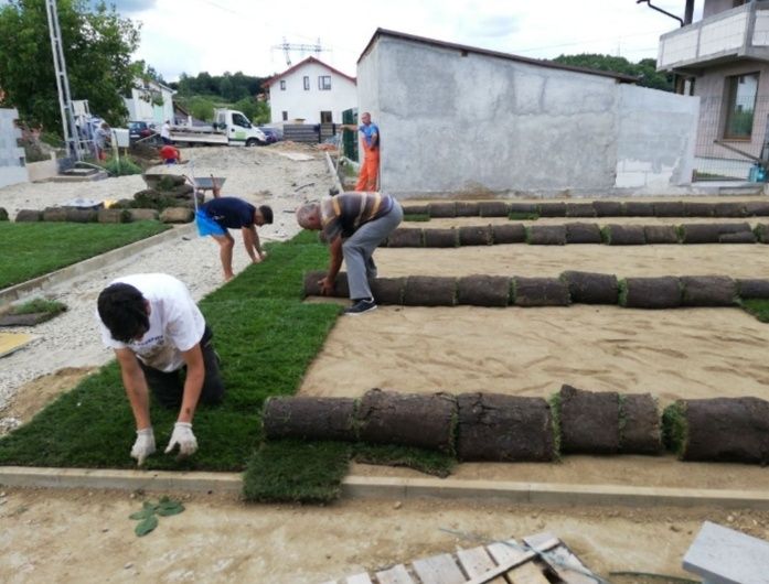 Vand gazon rulou si montez avem si plante ornamentale Tuia smarald