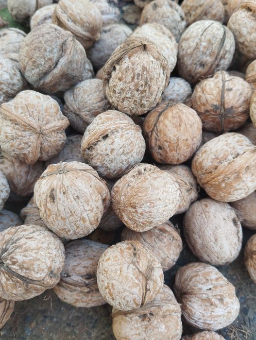 Греческий орех 500 тг