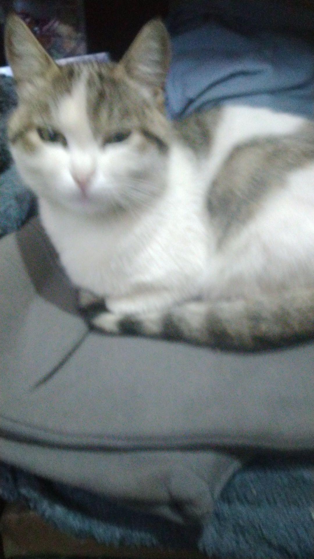 Кошечка добрым людям