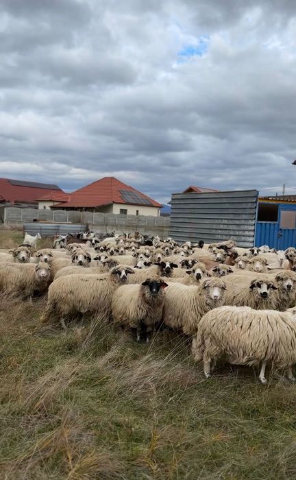 Oi și capre de vânzare – Beiuș, jud. Bihor