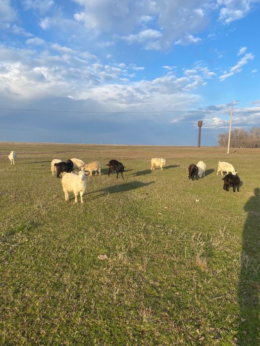 Ешкі, козы продается