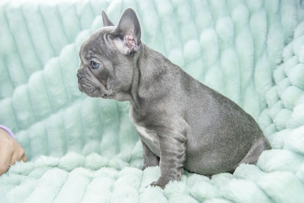bulldog francez blue