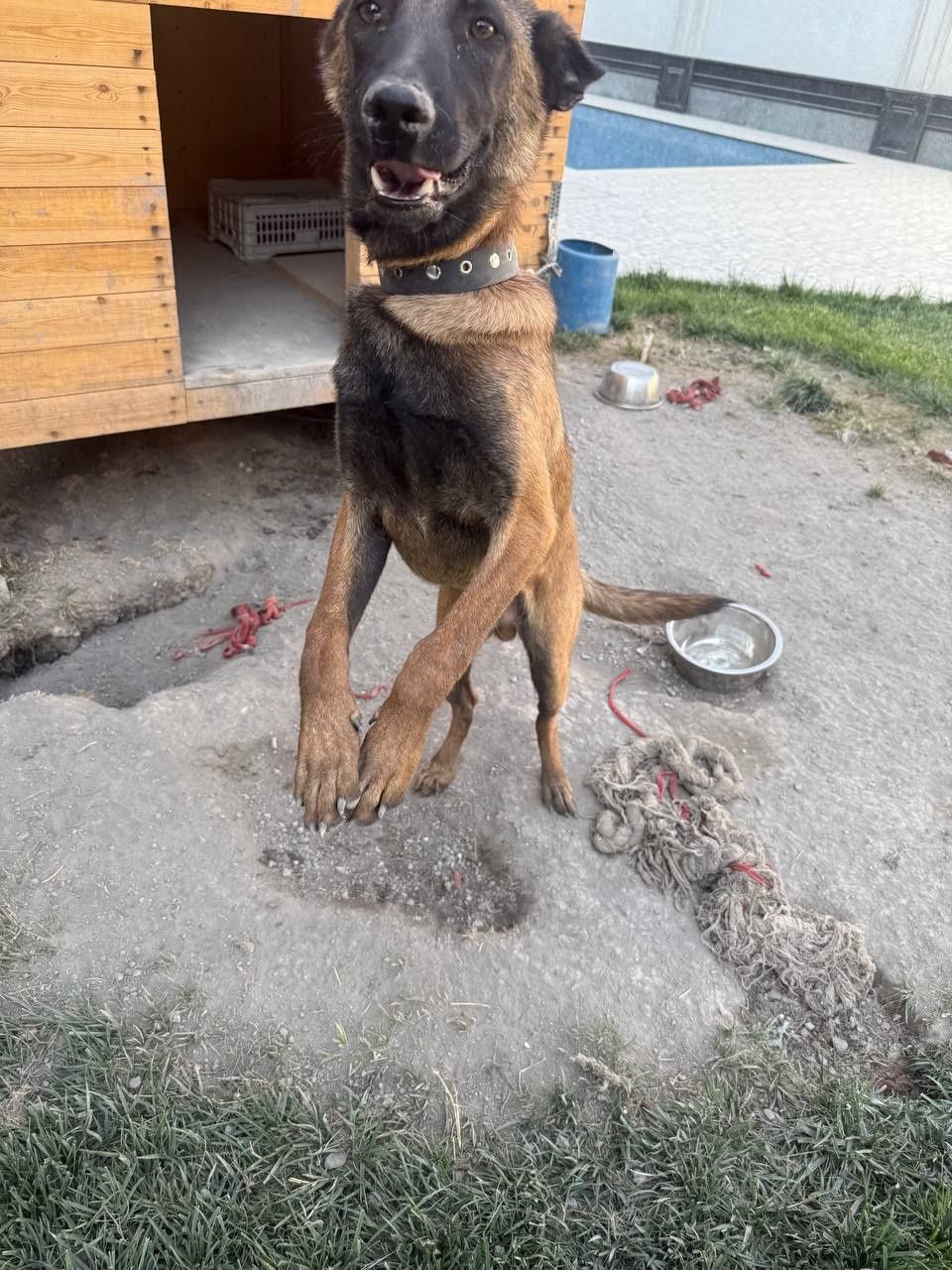 Продаётся собака
