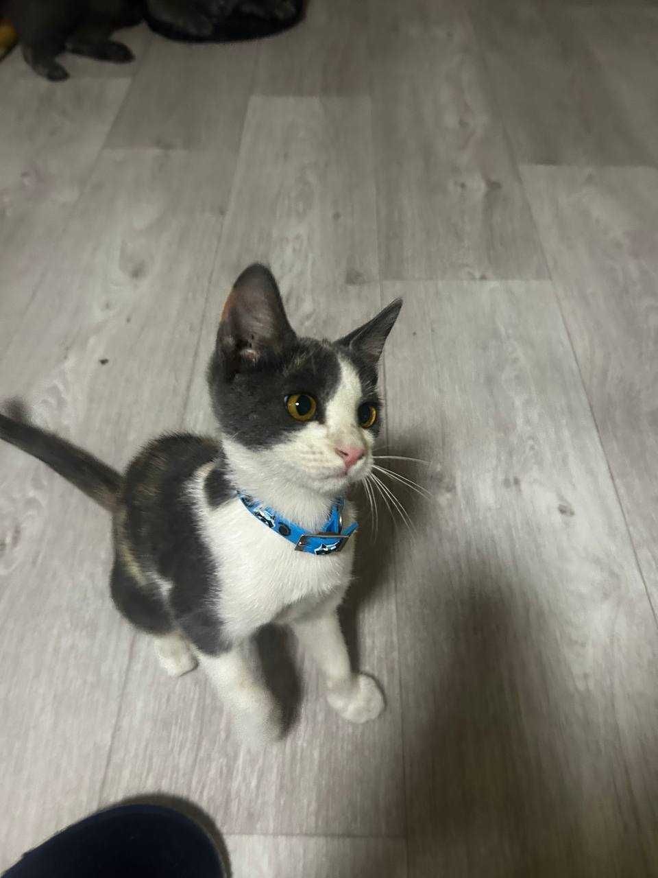 Котенок Девочка 3,5 -4 месяца