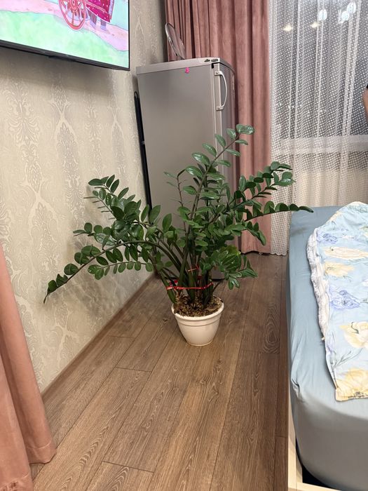 Продам денежное дерево