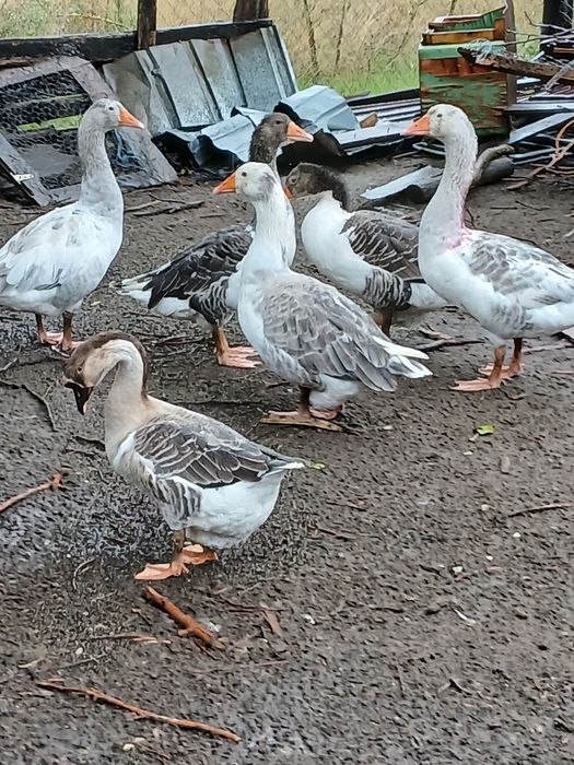 Gaste mari și grase