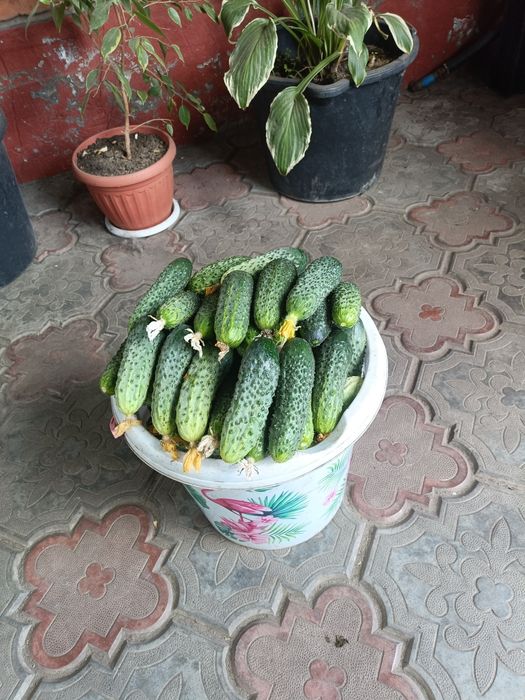 Продам огурцы домашние.
