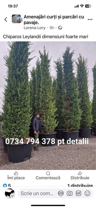 Chiparos Leylandii preț accesibil
