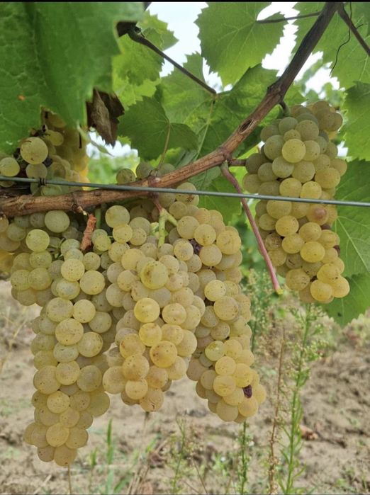 Struguri De Vin Producție 2025