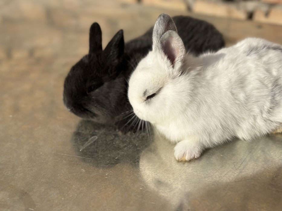 Quyonchalar sotiladi