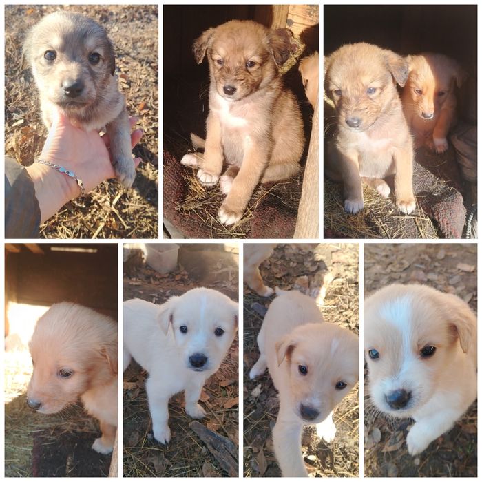 Отдам в хорошие руки щенят