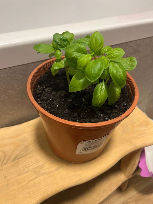 Busuioc verde la ghiveci