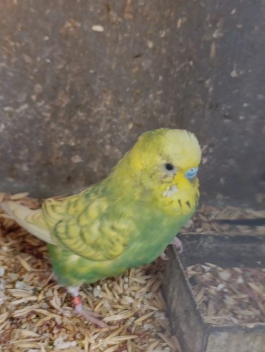 Papagali perusi inelați