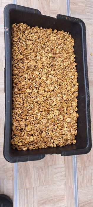 Vind miez de nuca productie 2025