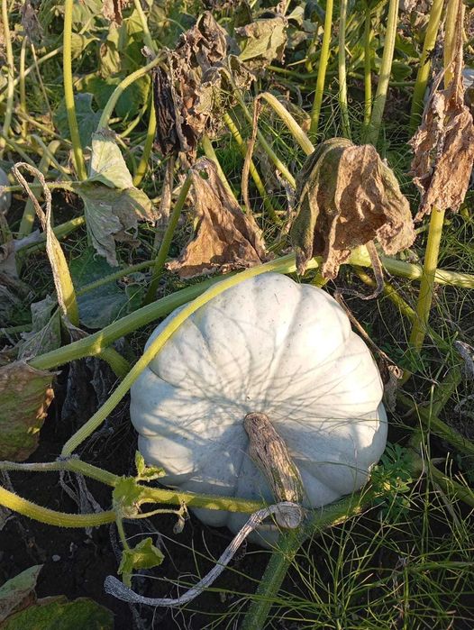 Dovleac pentru copt de la producător