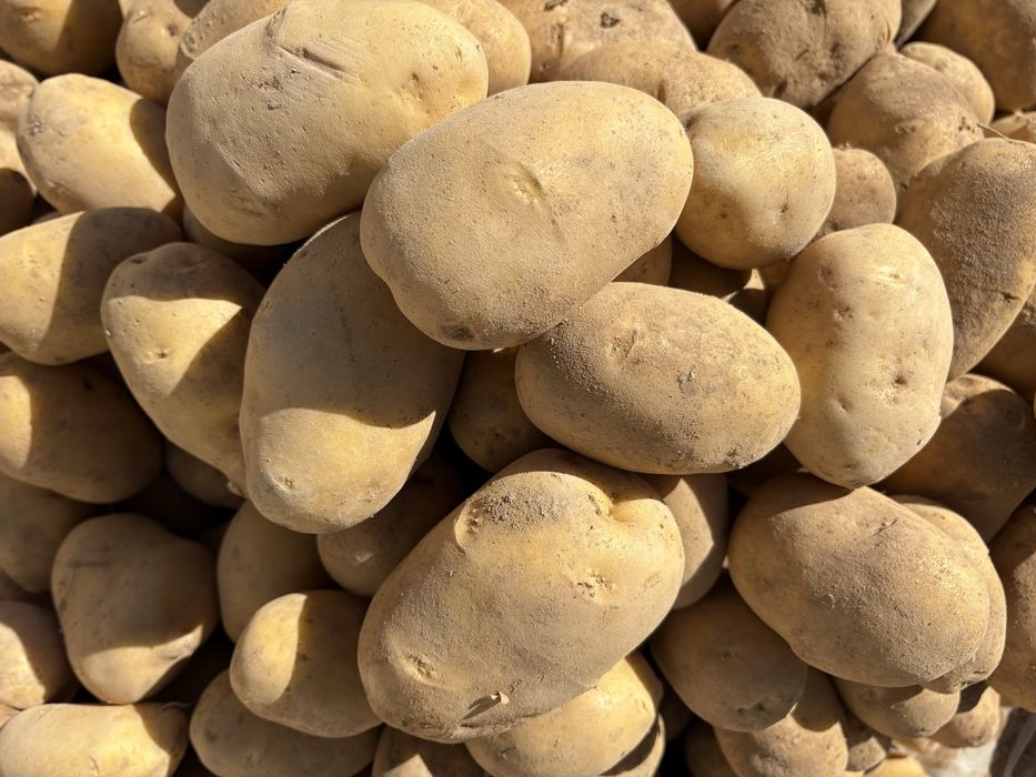 Картошка местная (талап)