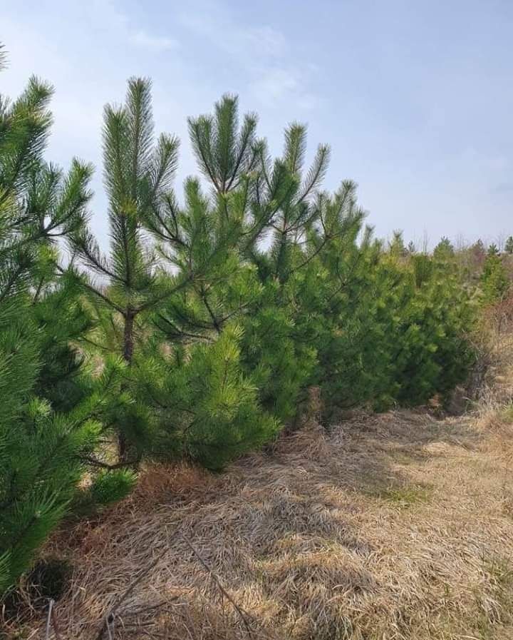 Mesteacăn leilandi brad tei pawlonia