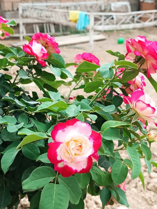 Shtamp atirgullari sotiladi