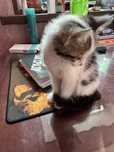Котёнок девочка 1,5 месяца