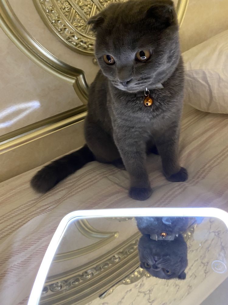 Scottish Fold  кошка