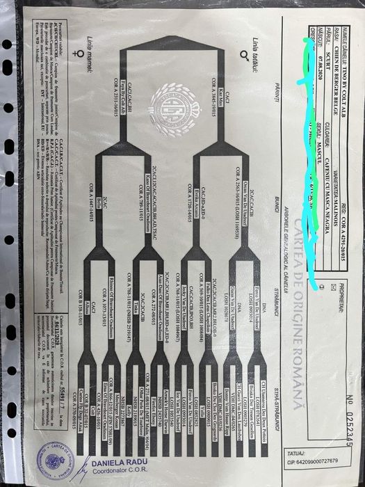 Ciobanesc belgian malinois Mascul PEDIGREE