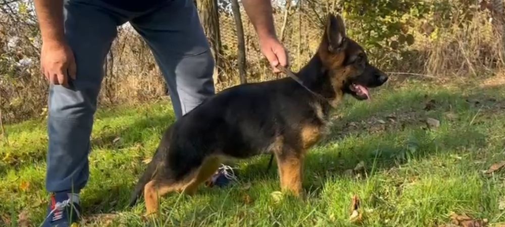 Femela ciobanesc german cu pedigree