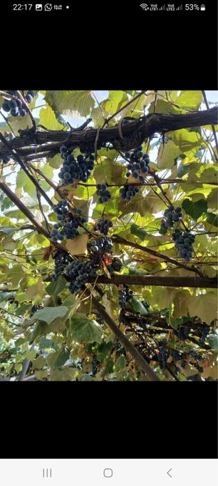 Vand butasi vita de vie hibrida